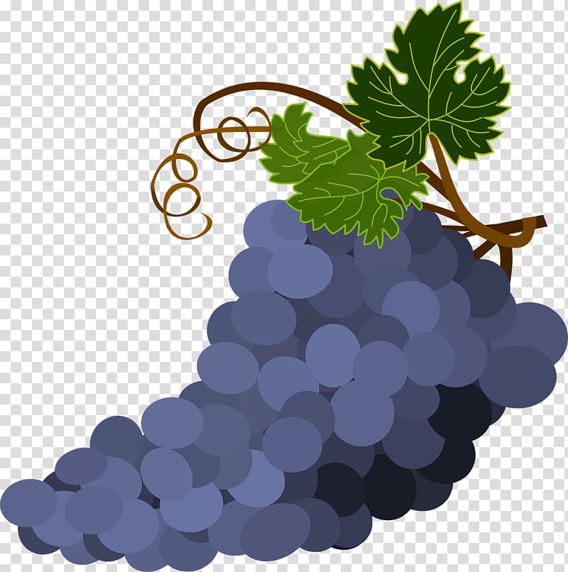 grapevine clipart grape bunch