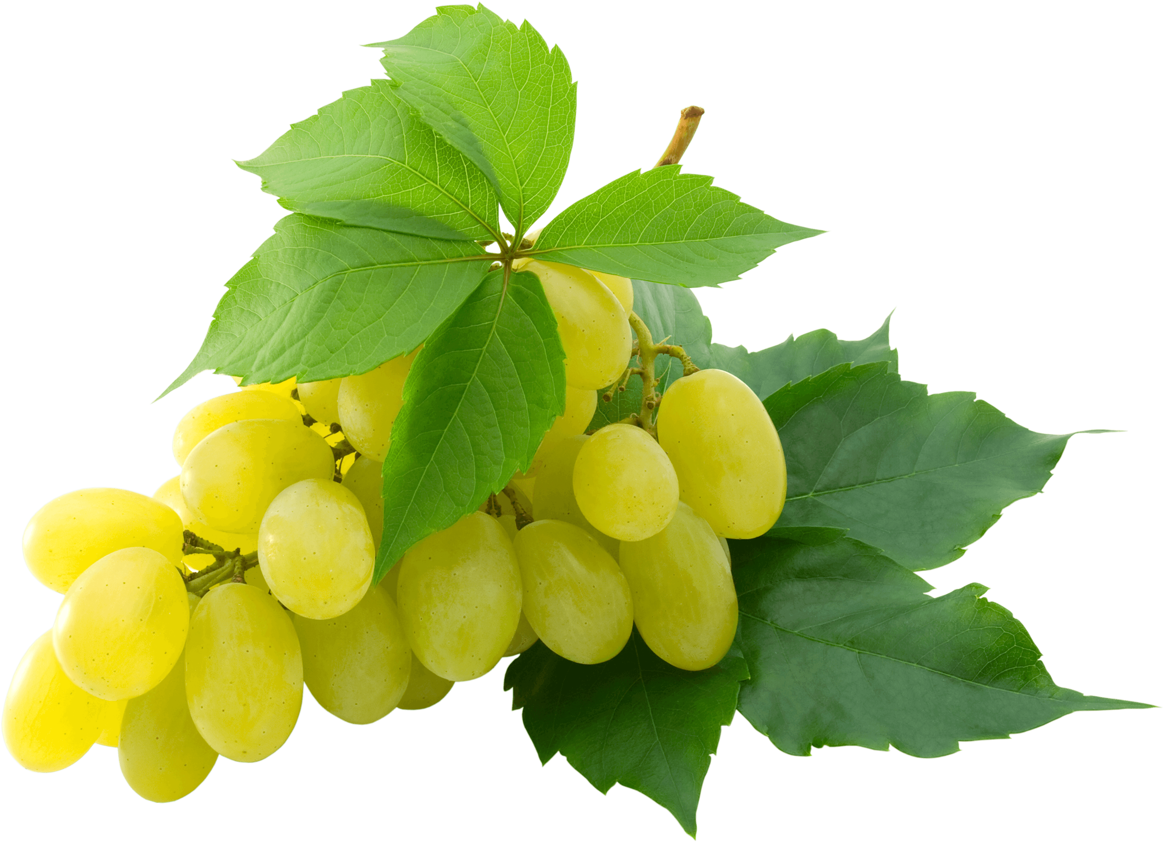 grape clipart clear background