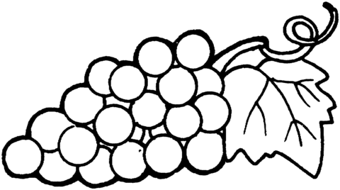 Grape clipart coloring sheet. Page free printable pages