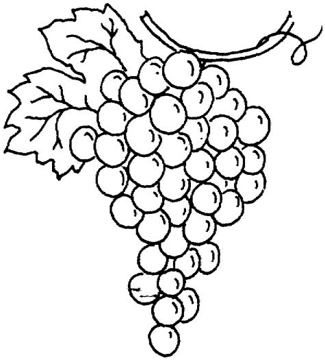 Grape clipart coloring sheet. Bunch of grapes page