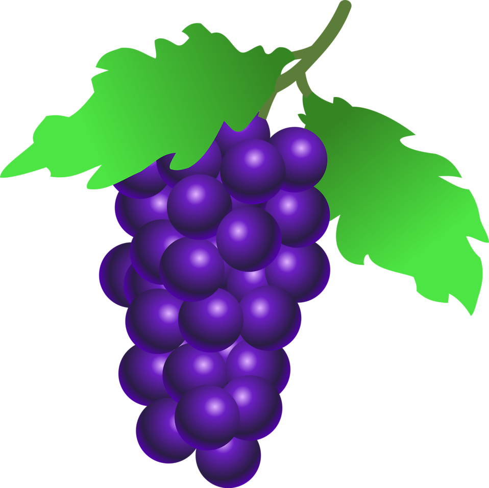 grape clipart concord grape