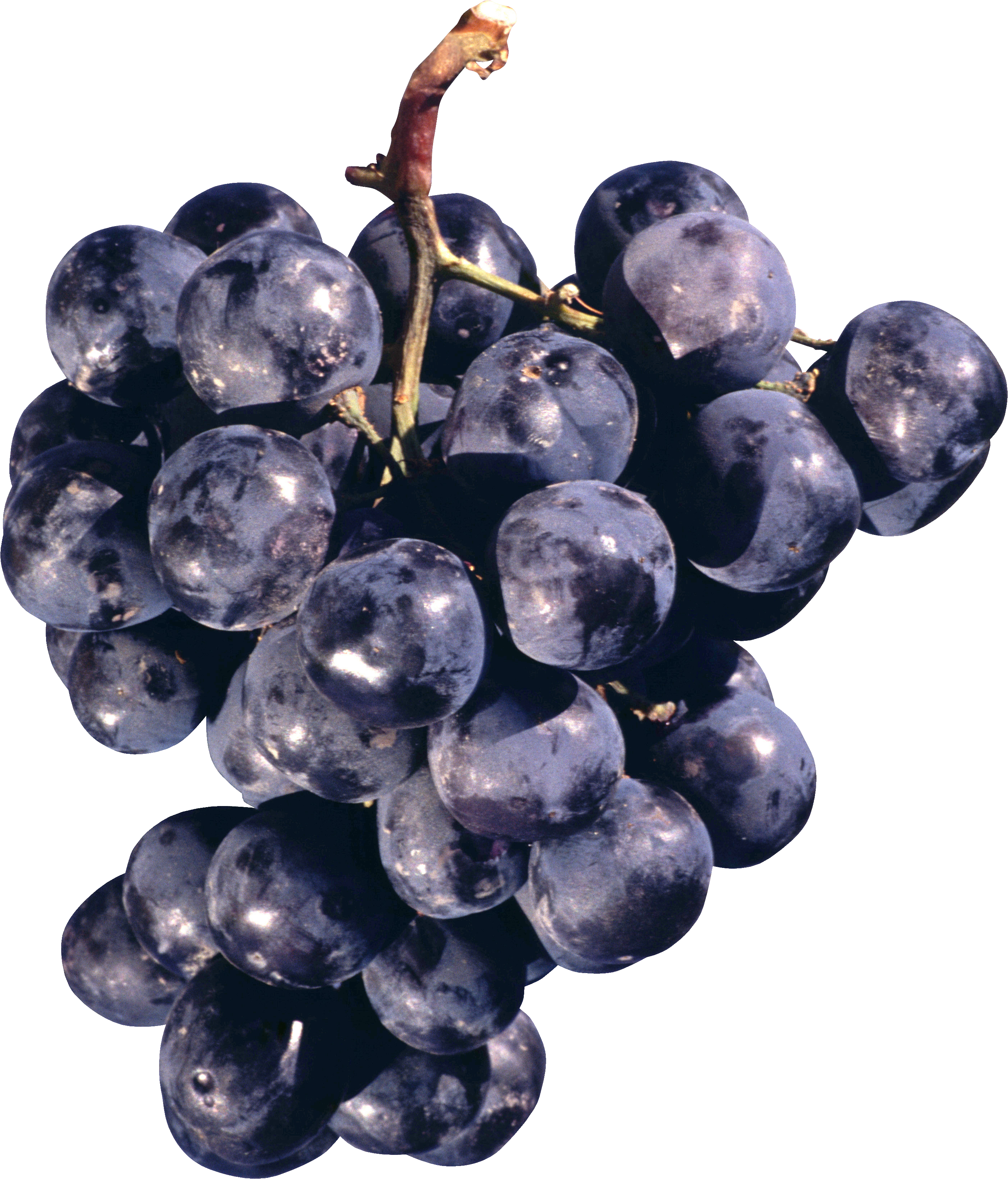 Black grapes png image. Grape clipart concord grape
