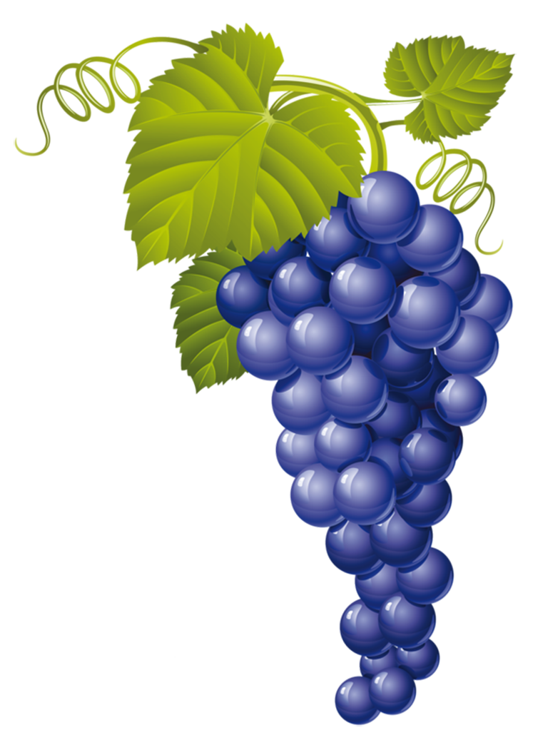 Pin by jadwiga on. Grape clipart fruit vegetable