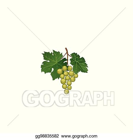 Clip art vector bunch. Grape clipart grape garden