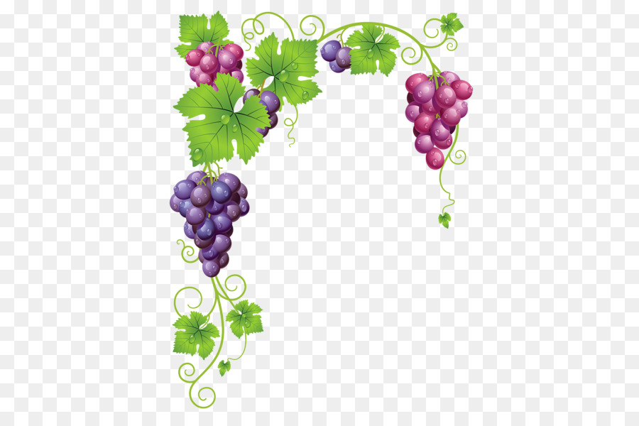 Drawing of family png. Grape clipart grape garden