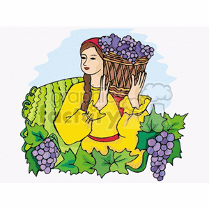 Grape clipart grape harvest. Lady harvesting grapes in