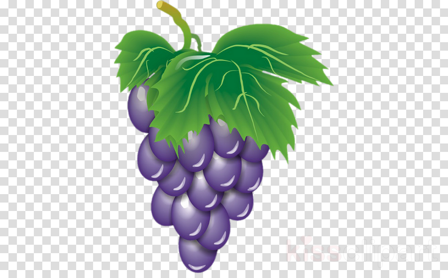 Family tree background wine. Grape clipart grape harvest