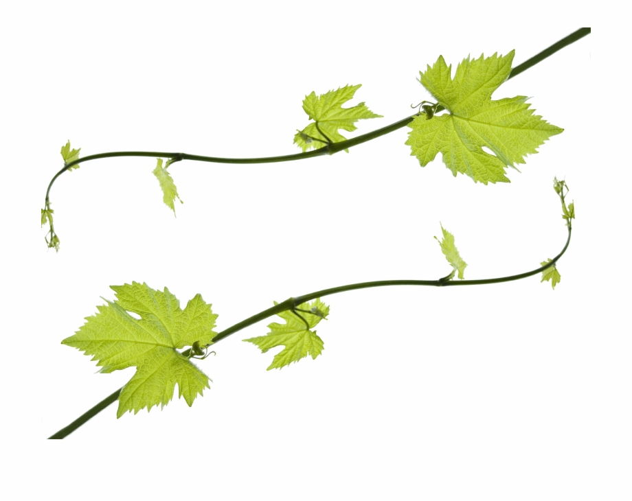 Grapevine png hd clip. Grape clipart grape leaf