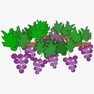 Vine no background free. Grape clipart grape tree