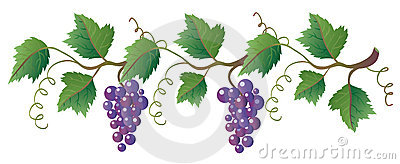 Grape clipart grape vine.  clip art clipartlook