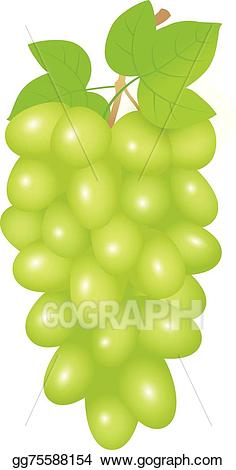 Grape clipart green grape. Vector art grapes drawing