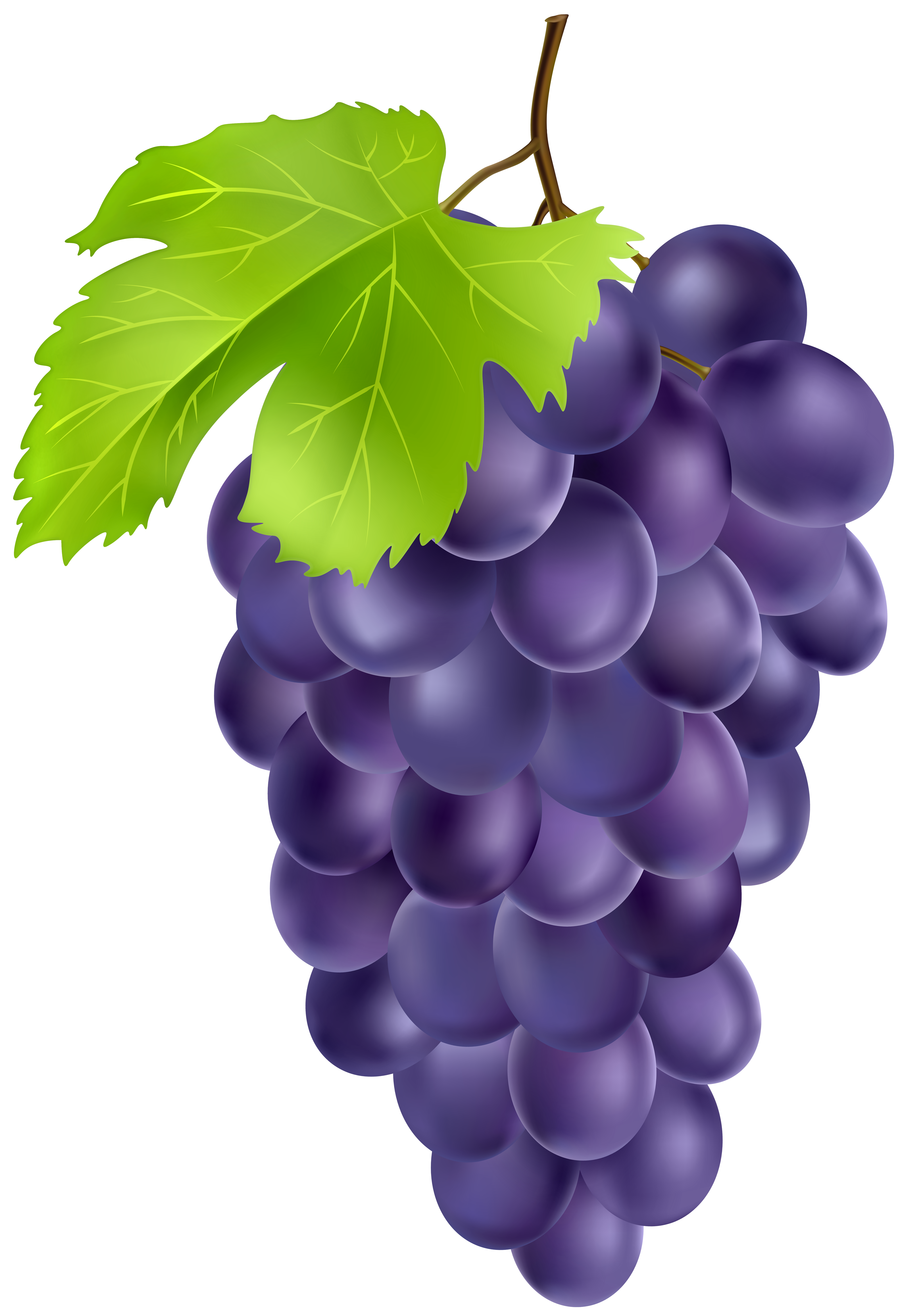 Grape Clipart High Quality Grape High Quality Transparent FREE For