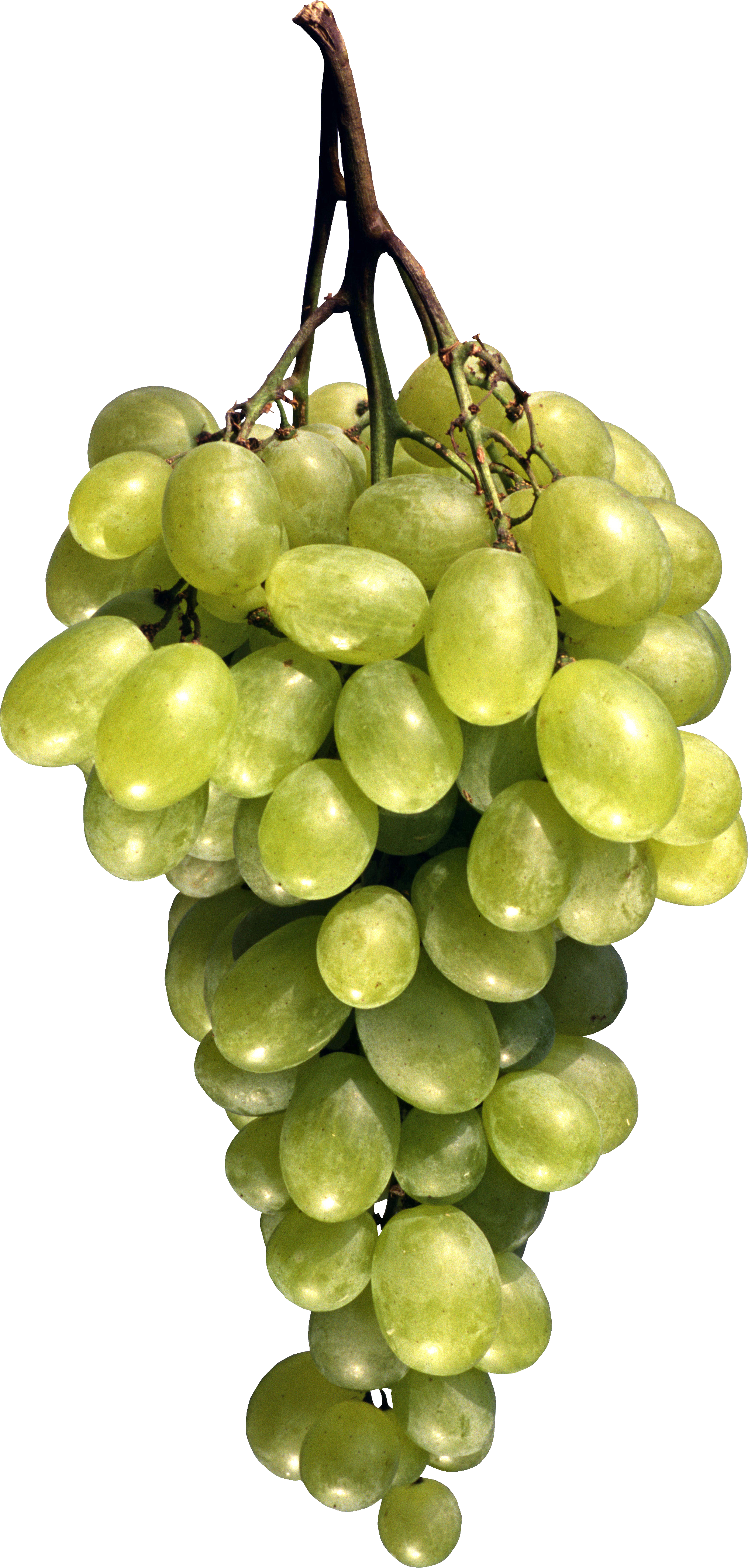 grape clipart high quality