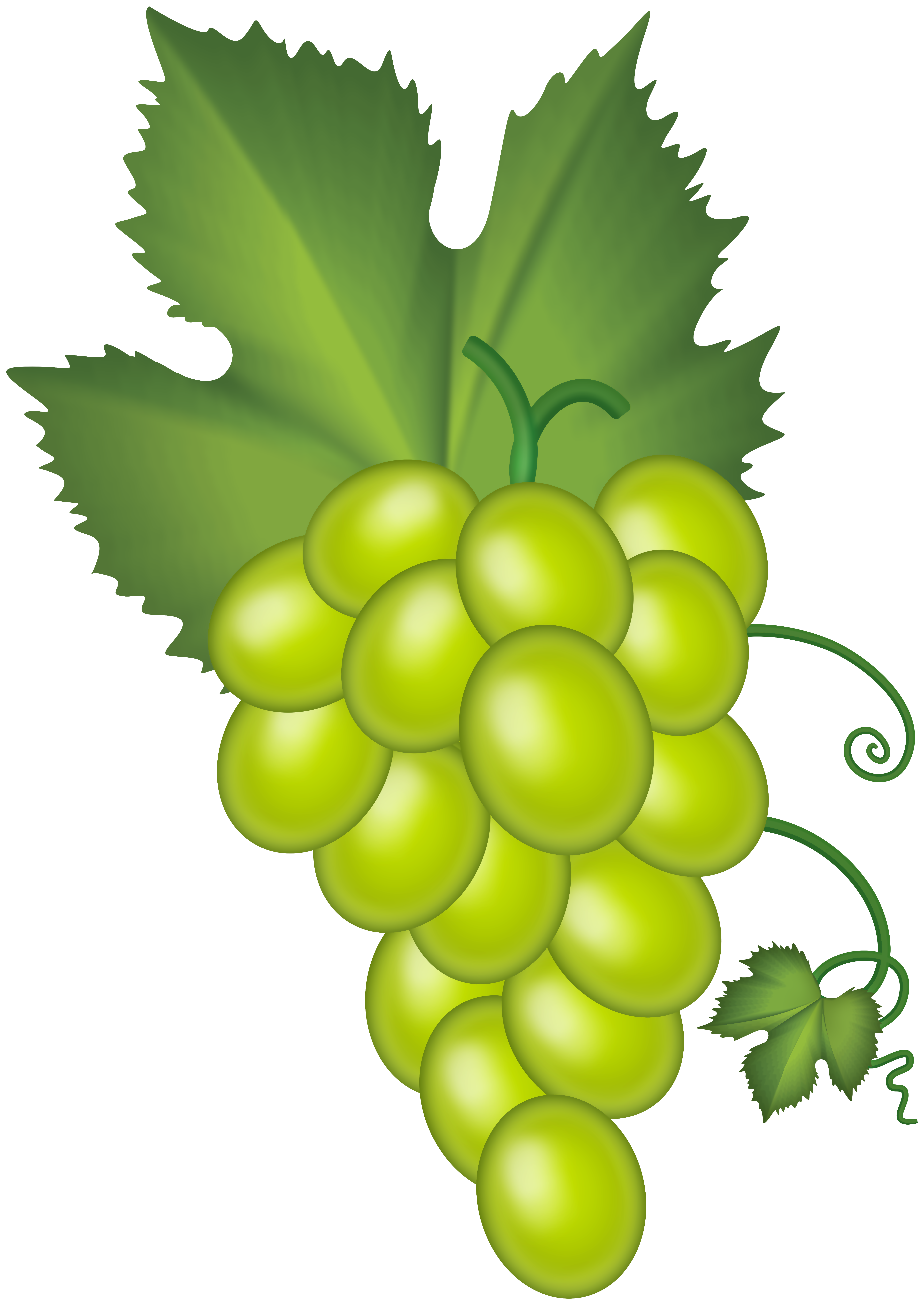 grapes clipart high quality
