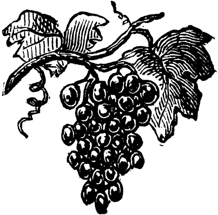 Grape clipart illustration. Download illustrated grapes common