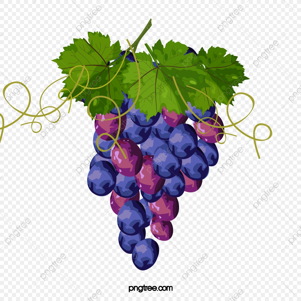 grape clipart painted