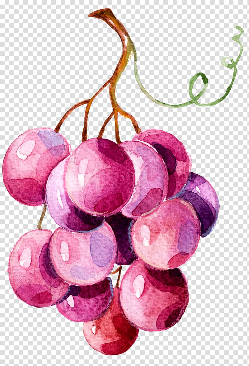 grape clipart painted