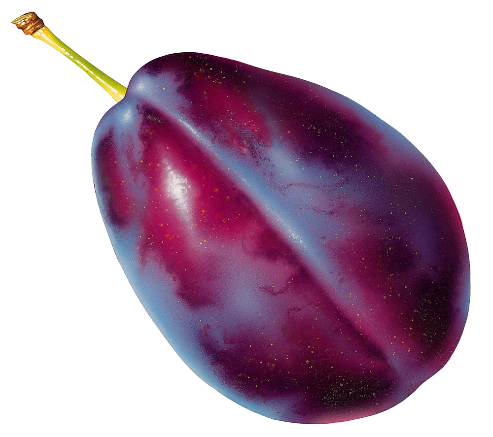 grape clipart plum fruit