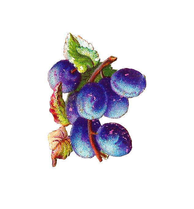 Grape clipart purple apple. Antique images free fruit