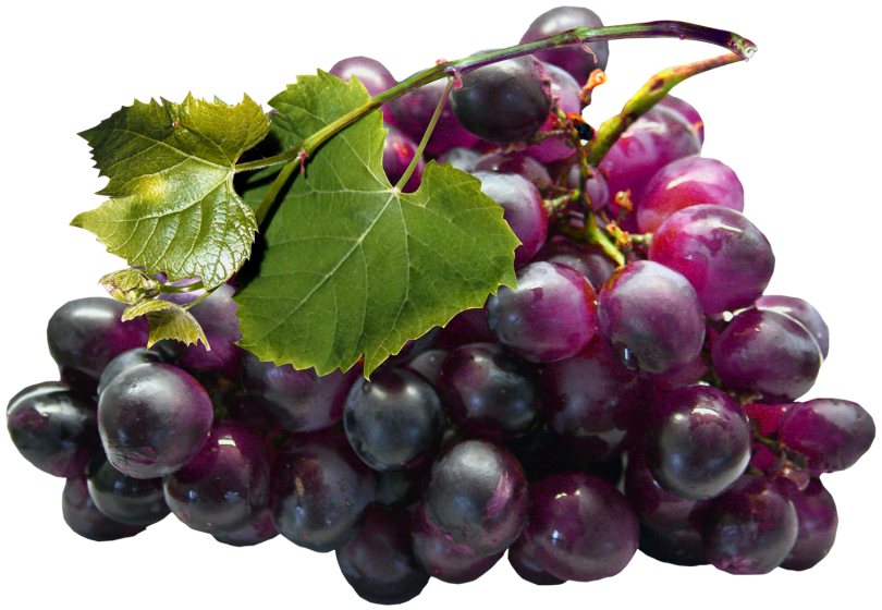 grape clipart real