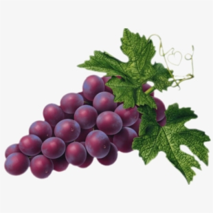 grapes clipart real purple