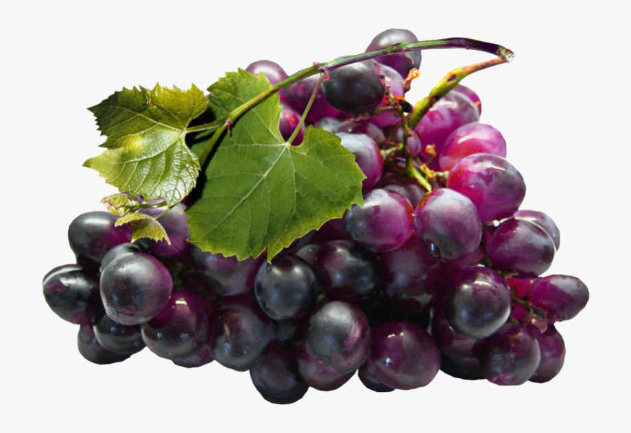 grapes clipart real