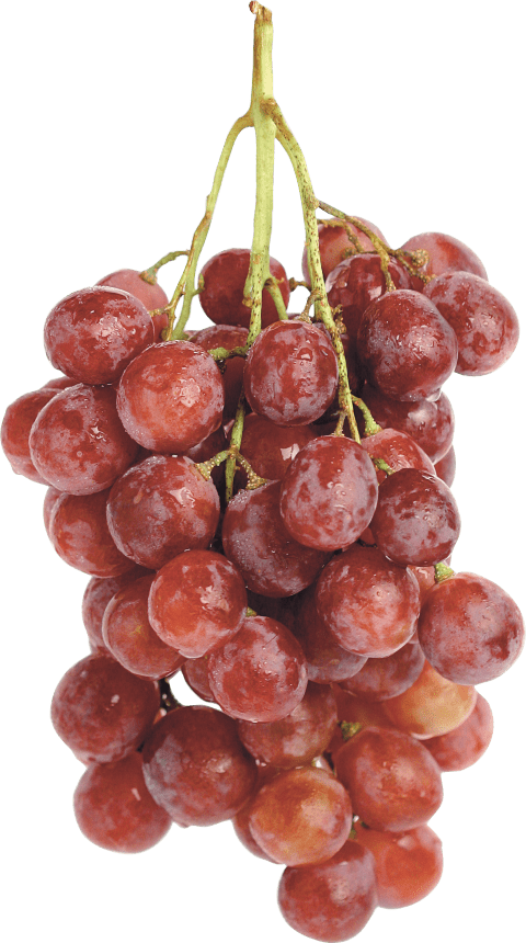 grapes clipart colorful fruit