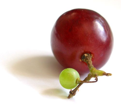 grape clipart single grape