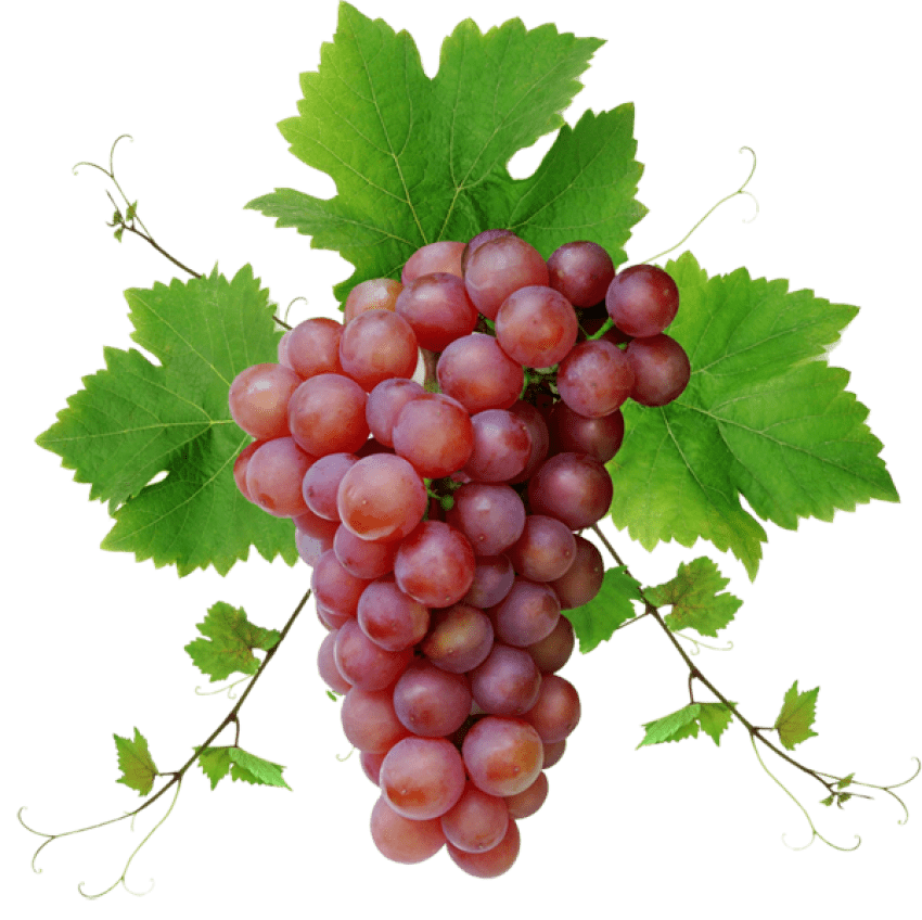 grape clipart transparent background