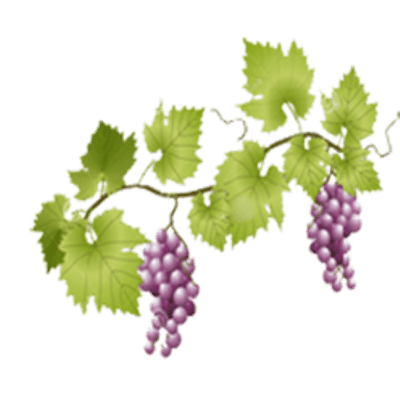 Grapes clipart tumblr transparent. Grapevine png stickpng 