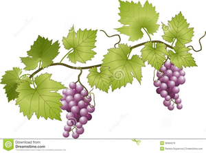 Grape clipart vineyard grape. Grapes free images at
