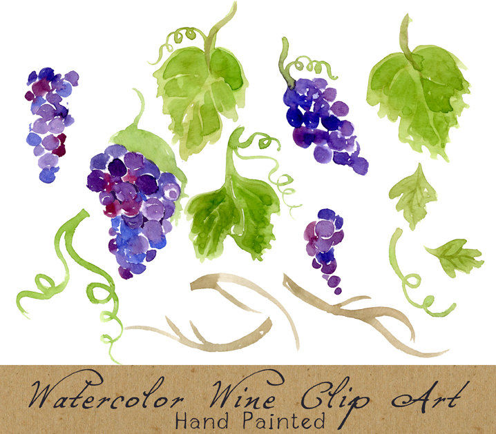 Grape clipart vineyard grape. Digital clip art watercolor