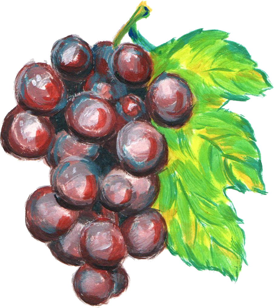  grape paint fruit. Grapes clipart watercolor