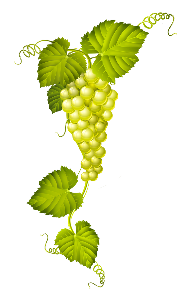 ivy clipart grape leave
