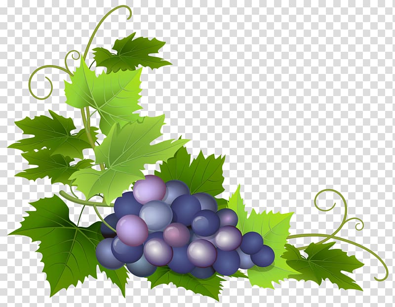 Grape clipart winery. Common vine wine leaves