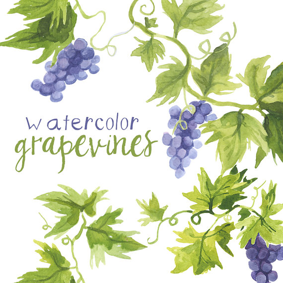 Watercolor grapevines vines art. Grapevine clipart grape italian