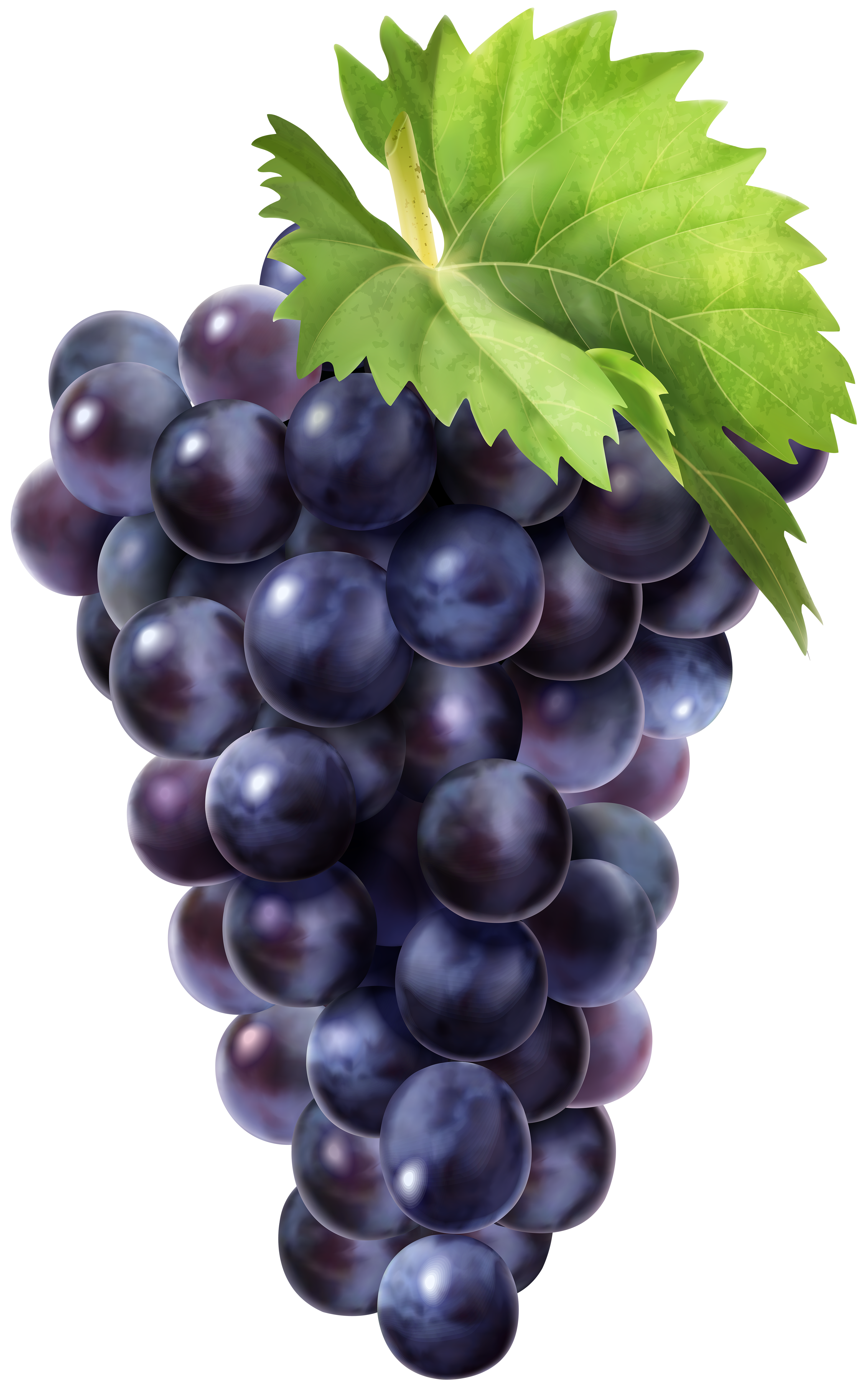Grape clipart high quality, Grape high quality Transparent ...