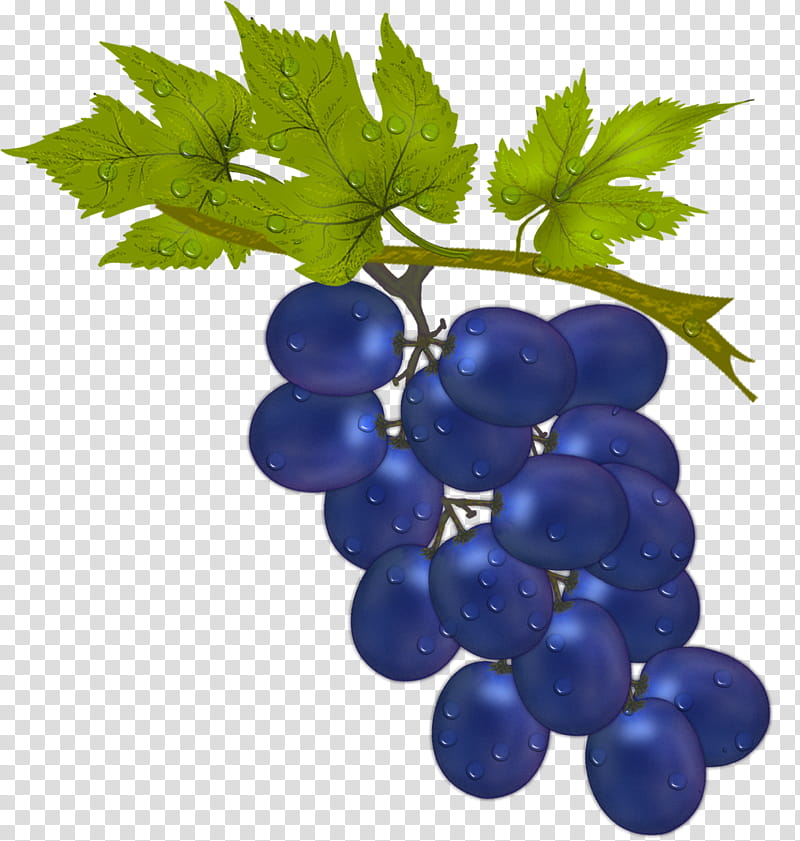 grapes clipart blue grape