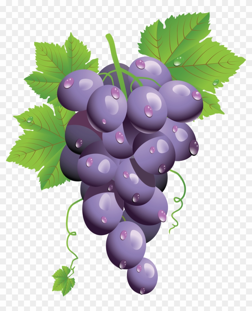 grapes clipart blue grape
