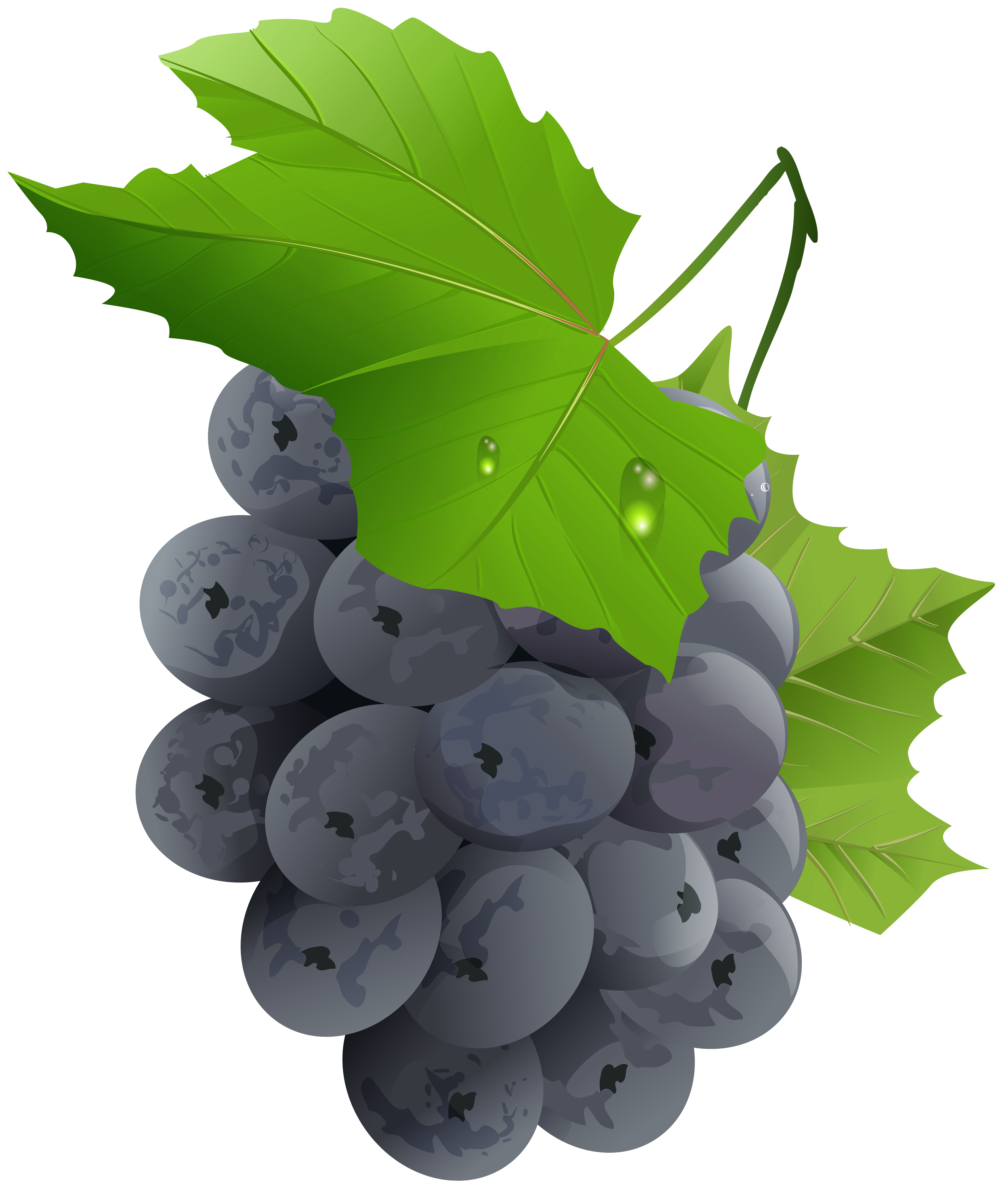 grapes clipart fruit vegetable