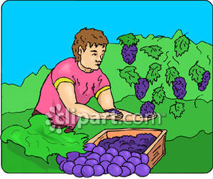 grapes clipart grape harvest