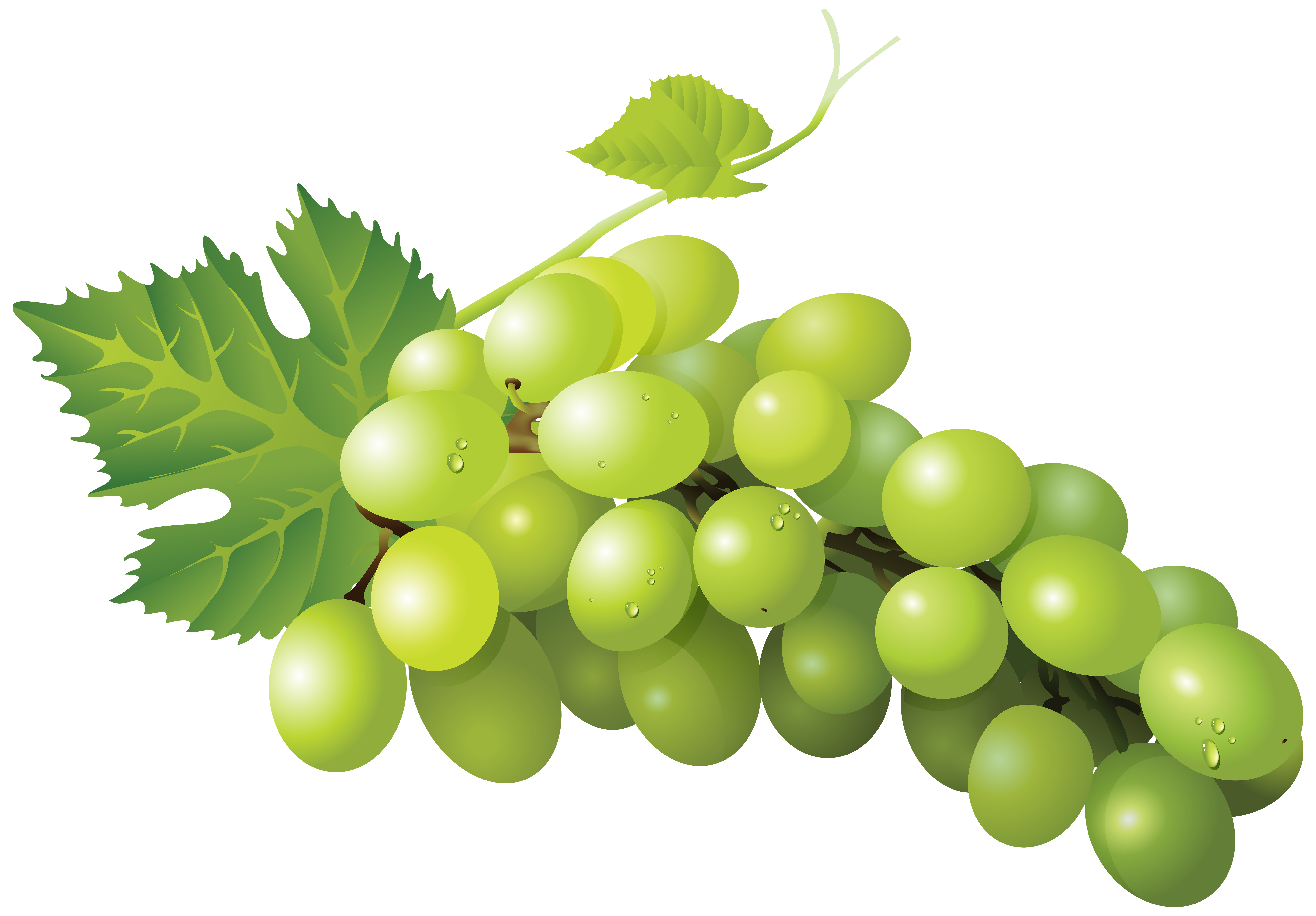 Grapes clipart seedless. Sultana grape zante currant