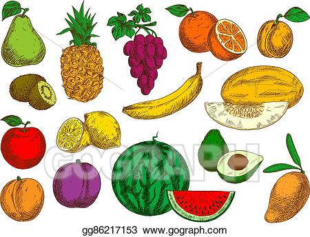 grapes clipart sweet fruit