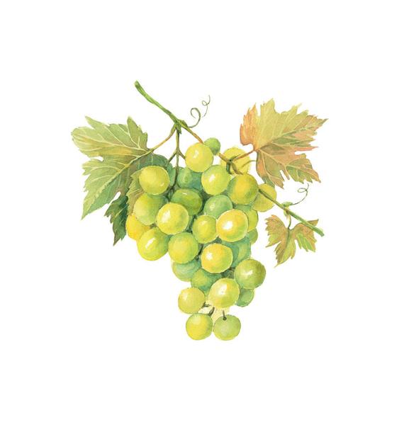 Grapes clipart watercolor. Green digital download wall
