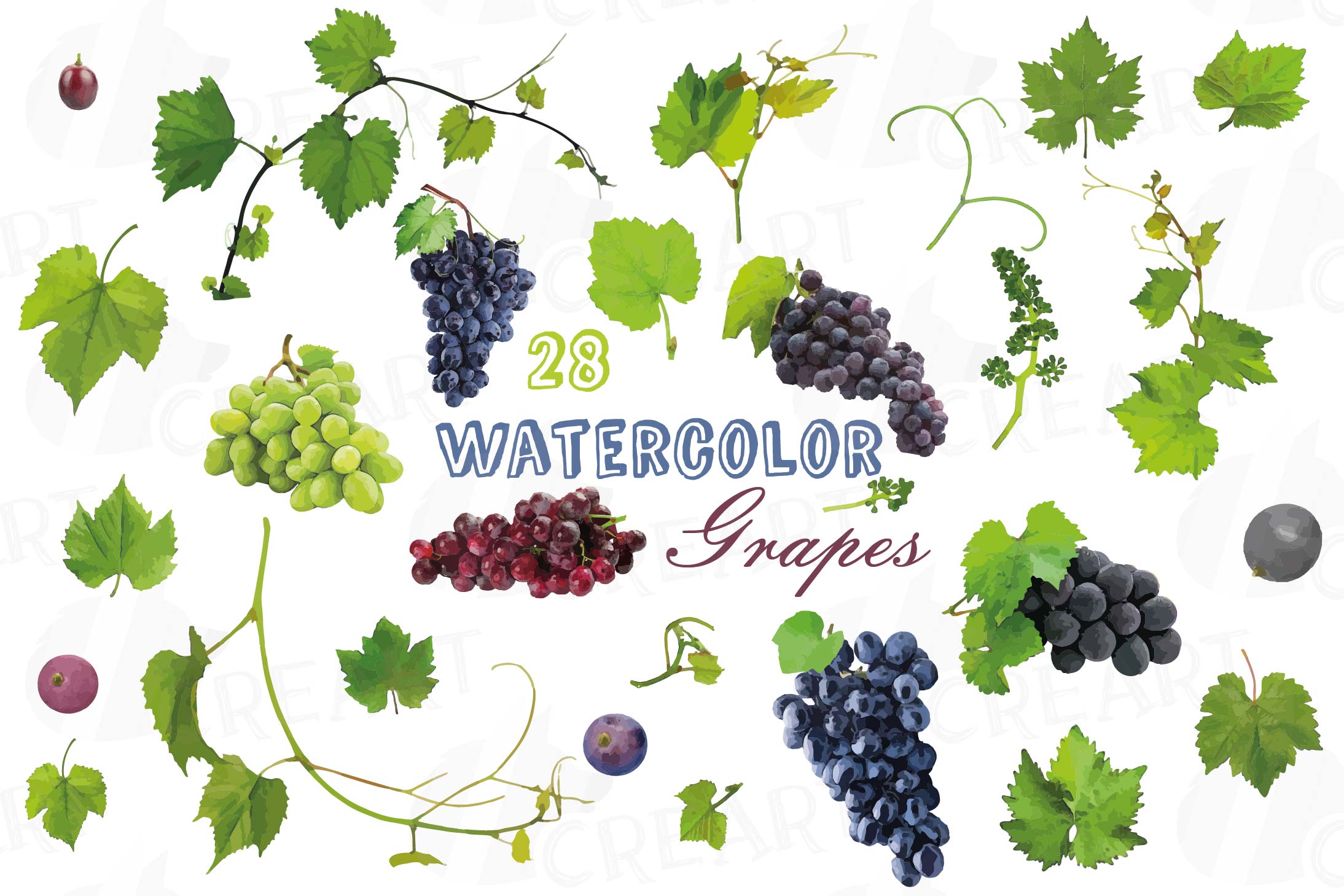 Clip art wine grape. Grapes clipart watercolor