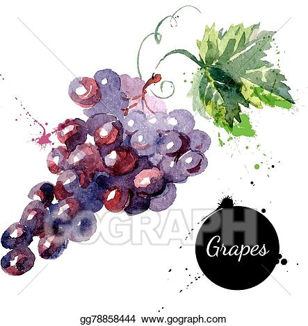 Grapes clipart watercolor. Eps illustration hand drawn