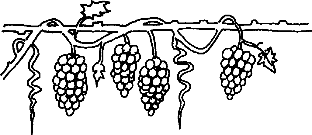 grapevine clipart artwork