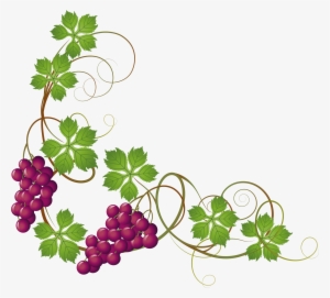 Grape vine png transparent. Grapevine clipart background