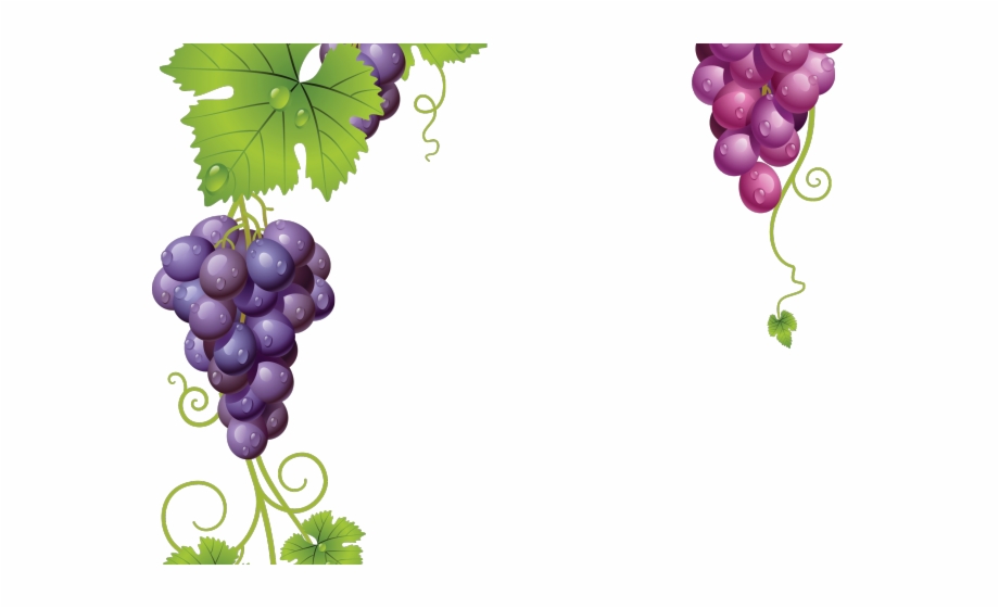 Grapevine clipart background. Vines transparent 