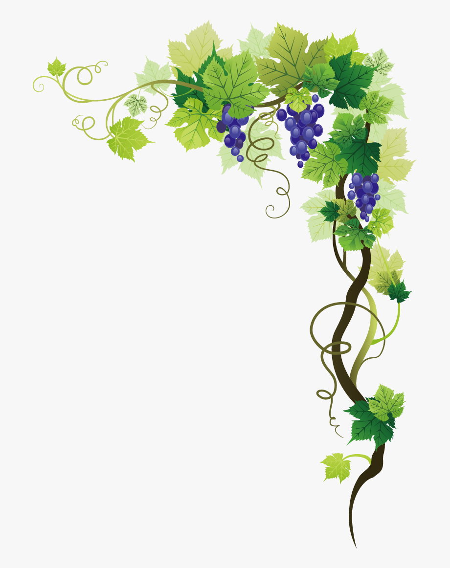 Common grape picture frame. Grapevine clipart background